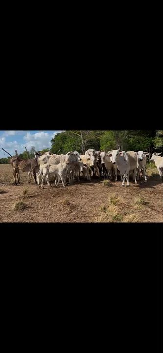 GARROTAS E NOVILHAS NELORE