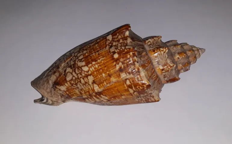 VENDE SE CONCHA DO MAR