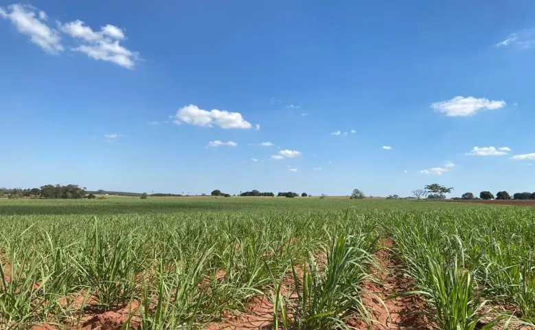 84% Cana em Sta Rita D'Oeste