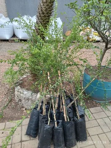 Mudas de limão caviar por 100.00 reais  - Foto 2