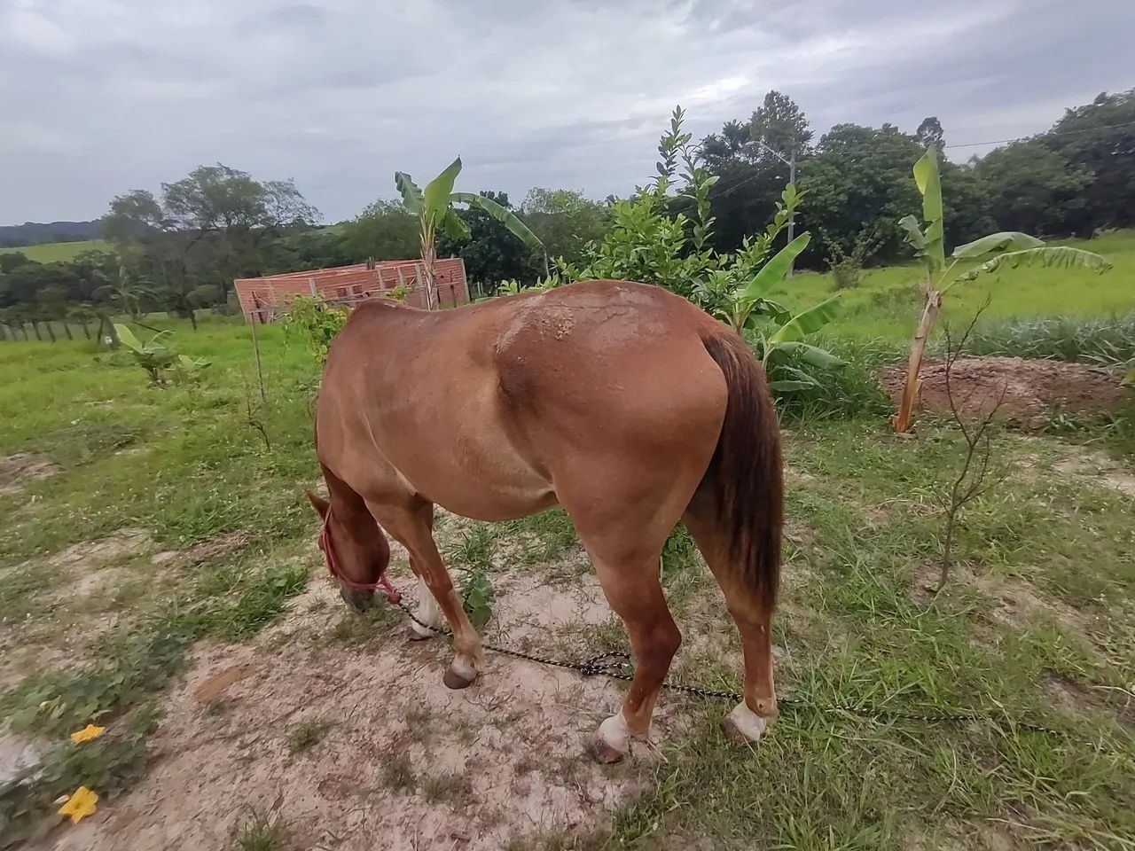 Mangalarga marchador