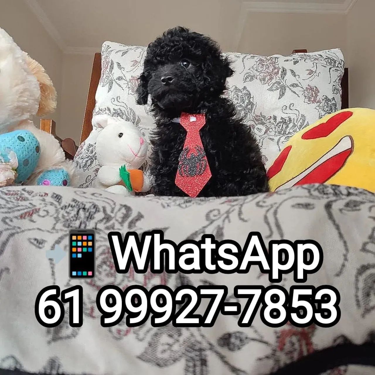 Poodle Micro Toy - Já Vacinados, comendo ração! - Cachorros e acessórios -  Ribeira, Natal 1319974257 | OLX