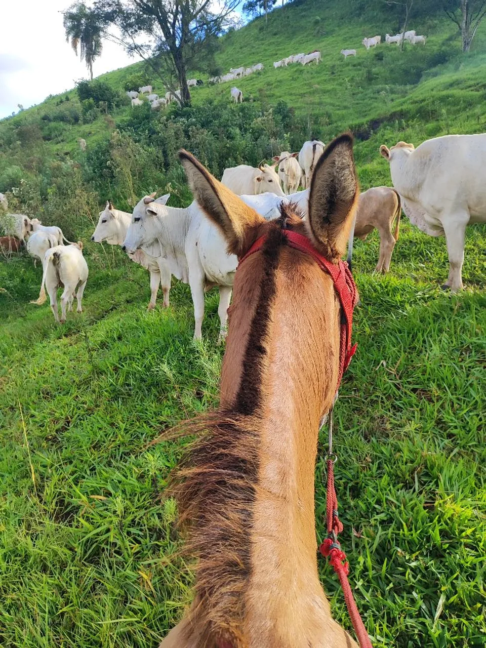 Burro novo e manço