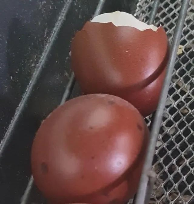 Marans Black Copper Ovos Férteis - valor da Duzia de ovos - Foto 5