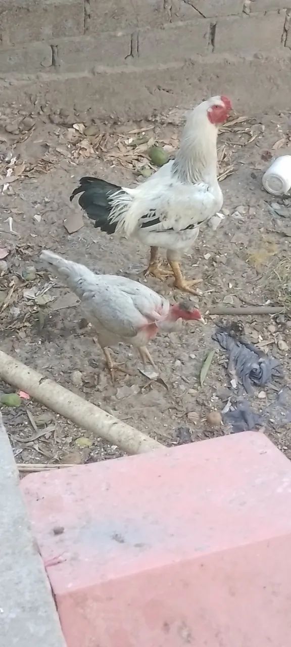 Casal de Galinha índio gigante  - Foto 3