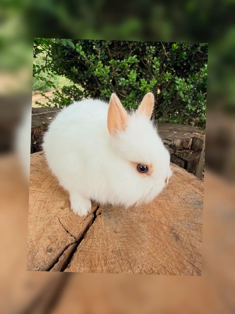 Vendo filhotes de mini laion anão 