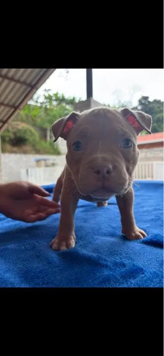 Filhote de American Bully Pocket - Foto 2