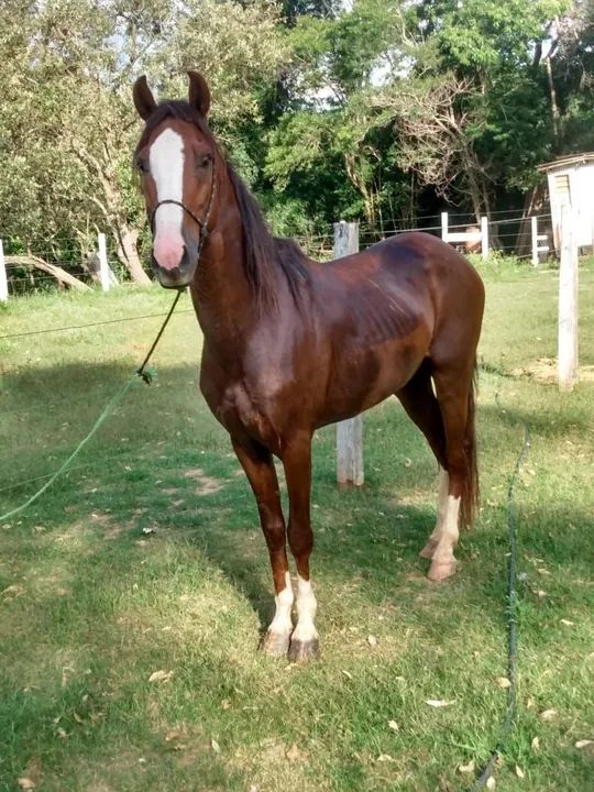 Vendo ou troco cavalo de quatro a cinco anos domado manço 
