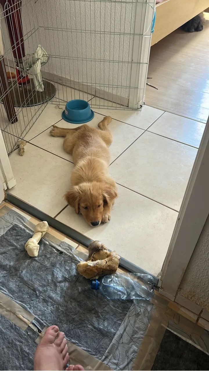 Vendo Golden Retriver  - Foto 2