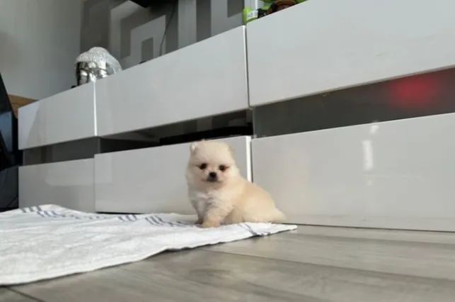 Spitz Alemão mini branco premium