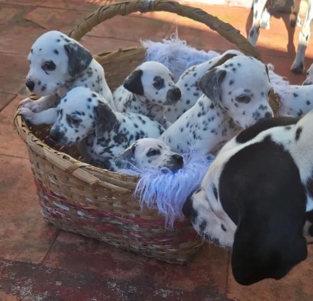 Filhotes de Dalmata puros - Foto 4