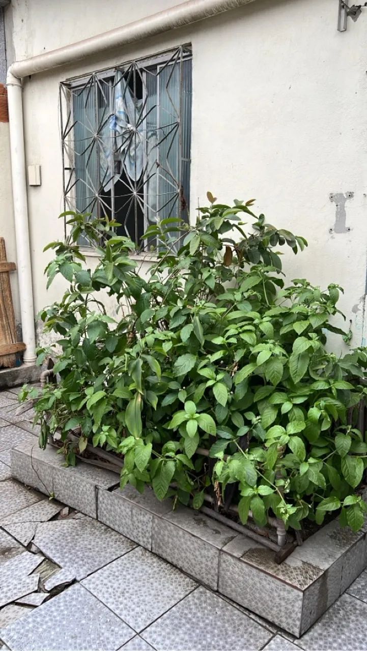 Foto - Nova Iguaçu - Rosa dos Ventos