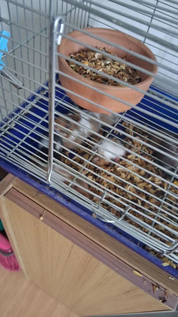 Hamster Sírio (filhotes) - Foto 2