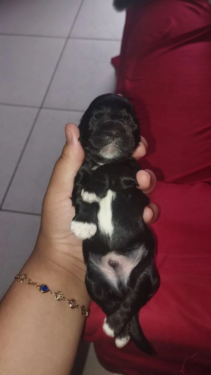 Filhote de Shih Tzu - Uma fofura!