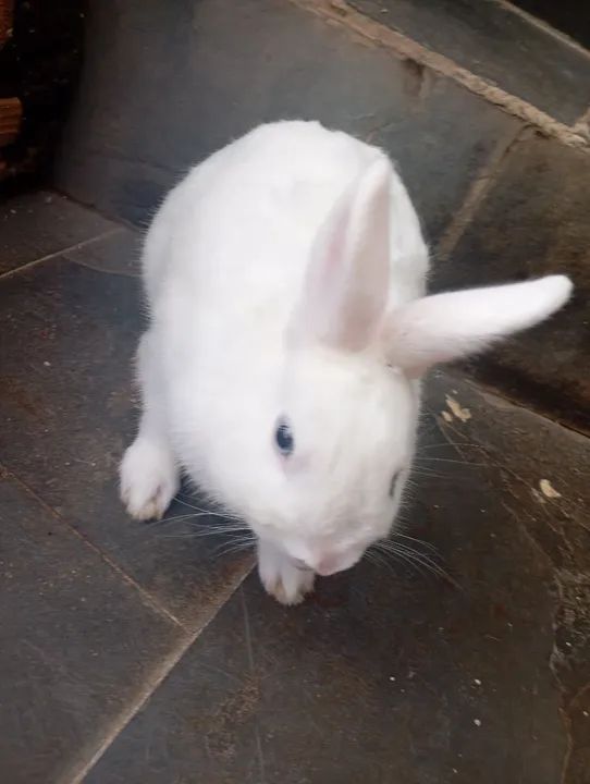 Coelhinho branco fofinho macho adulto mini coelho Nertherland  - Foto 3