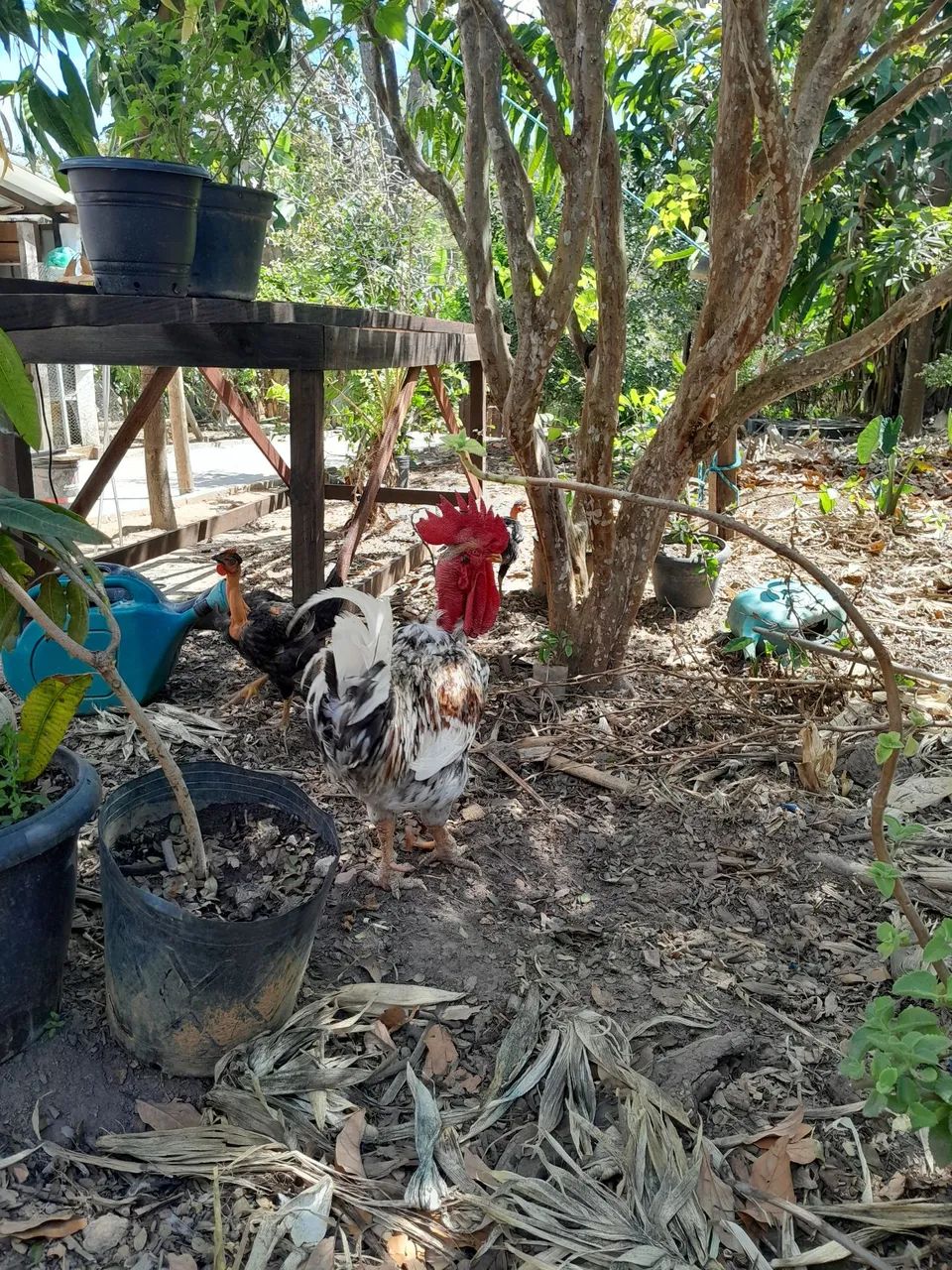 Vende se Galos - Foto 2