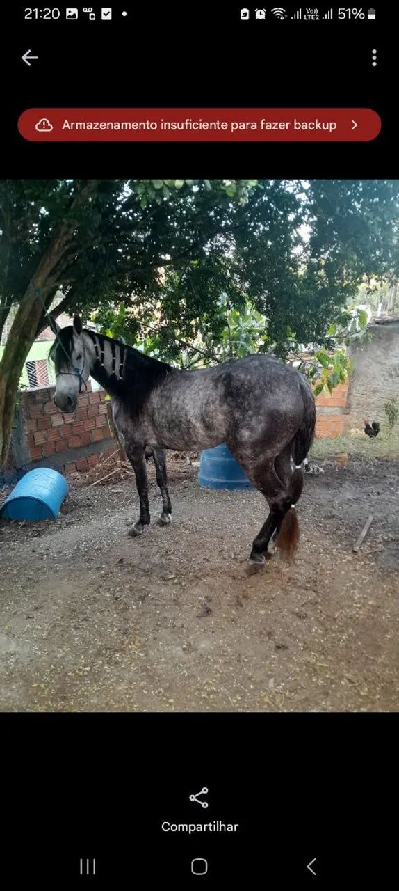 Egua de picado  - Foto 2