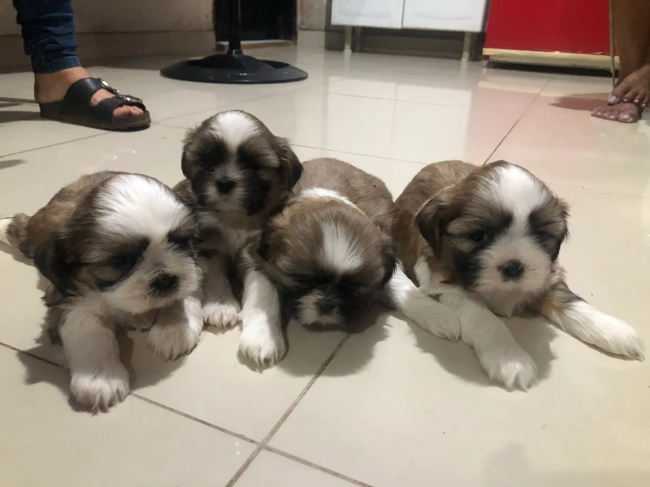 SHITZU FILHOTE - Foto 3