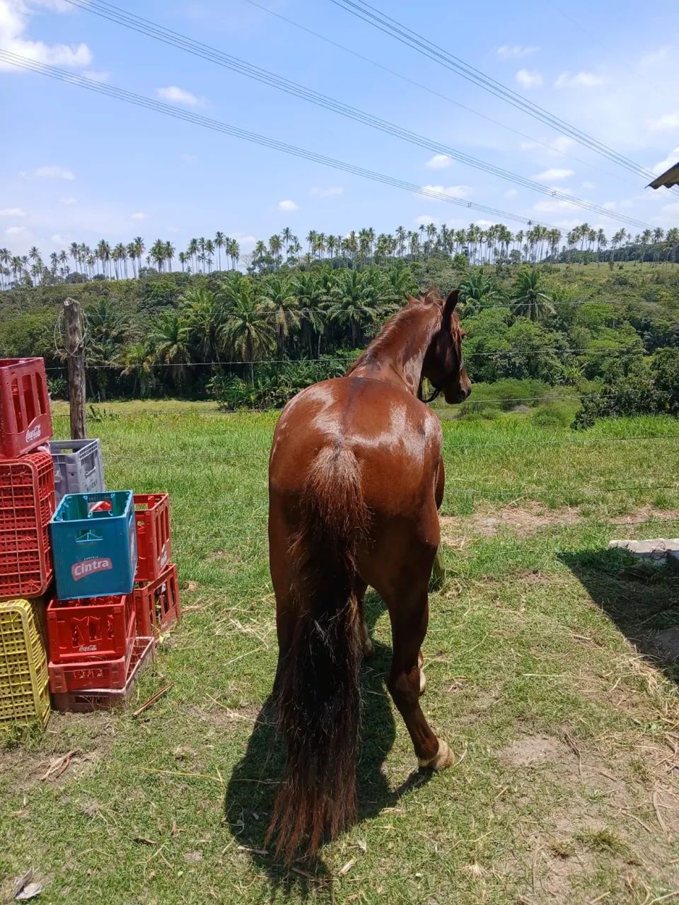 Cavalo novo pra vender logo místico mangalarga  - Foto 4
