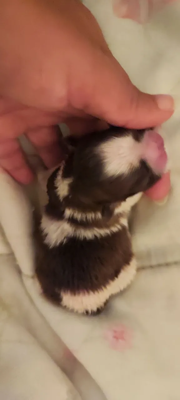 Filhote de Shih Tzu
