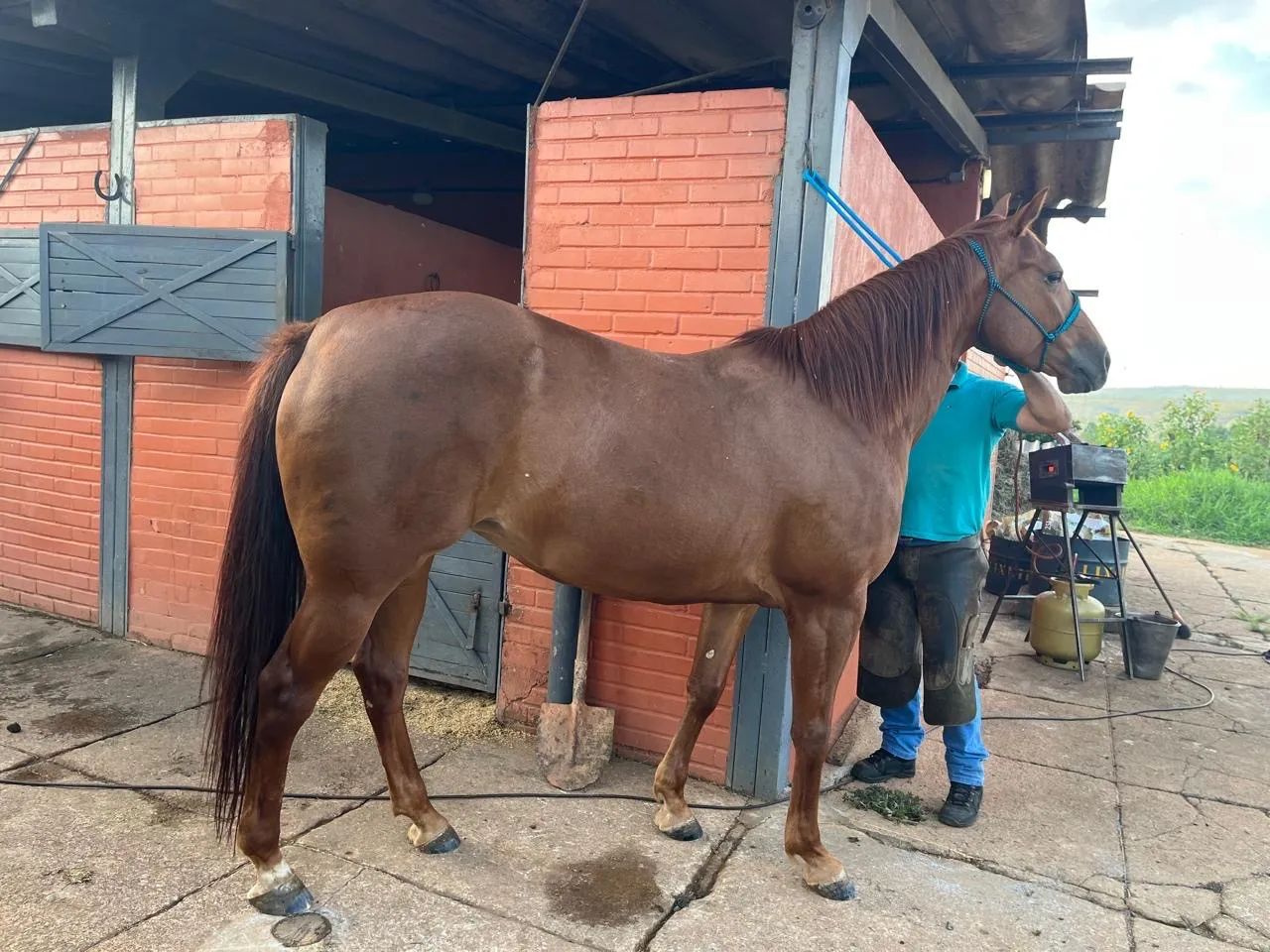 Égua registrada a venda. Quarto de milha  - Foto 4