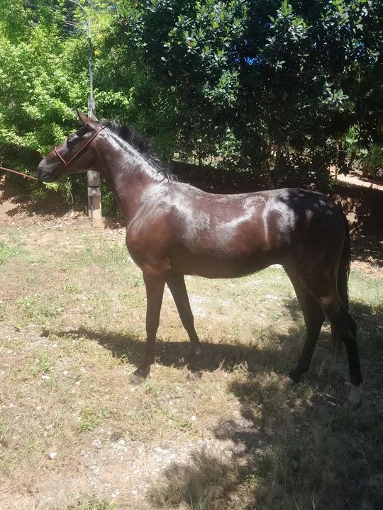 Potra Mangalarga Marchador - Foto 3