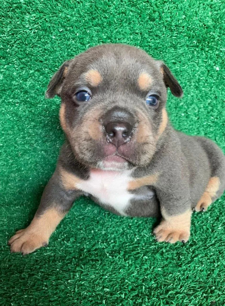 American Bully tree blue (POCKET - MACHO) - Foto 5