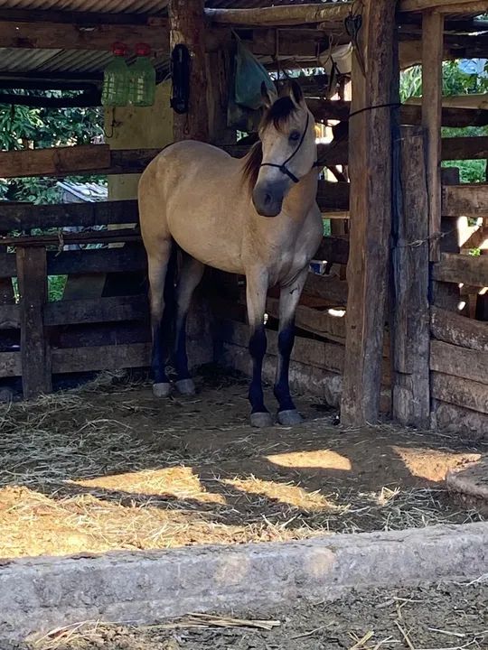 Cavalo!Genética do fator da cavaru retã