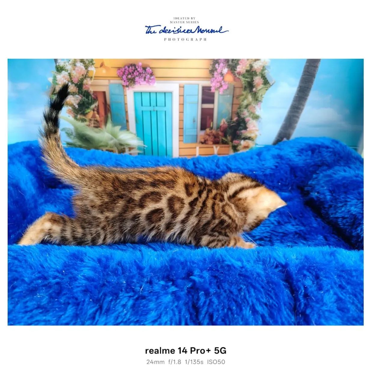 Bengal lindíssimos  - Foto 4