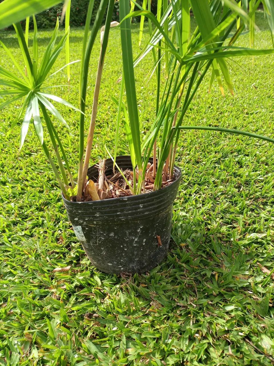 Mini papiros egípcio - Foto 2