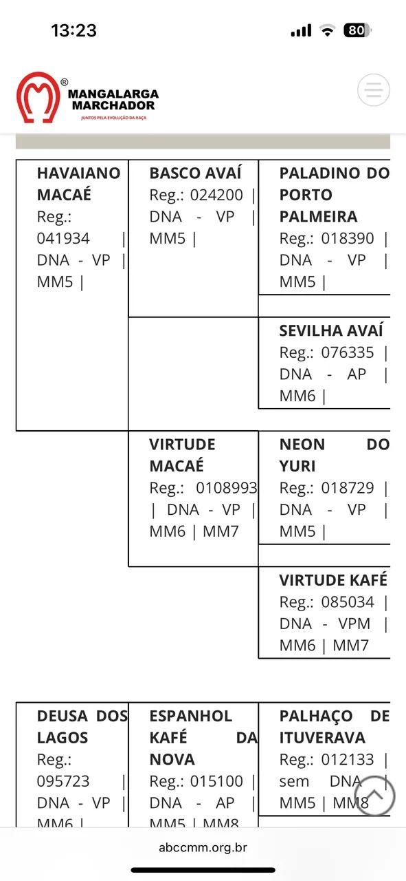 Mangalarga Pampa Puro Registrado Filho do Havaiano Macaé  - Foto 6
