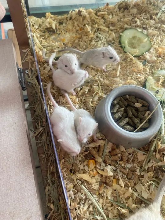 Esquilo da Mongólia Gerbil  - Foto 2