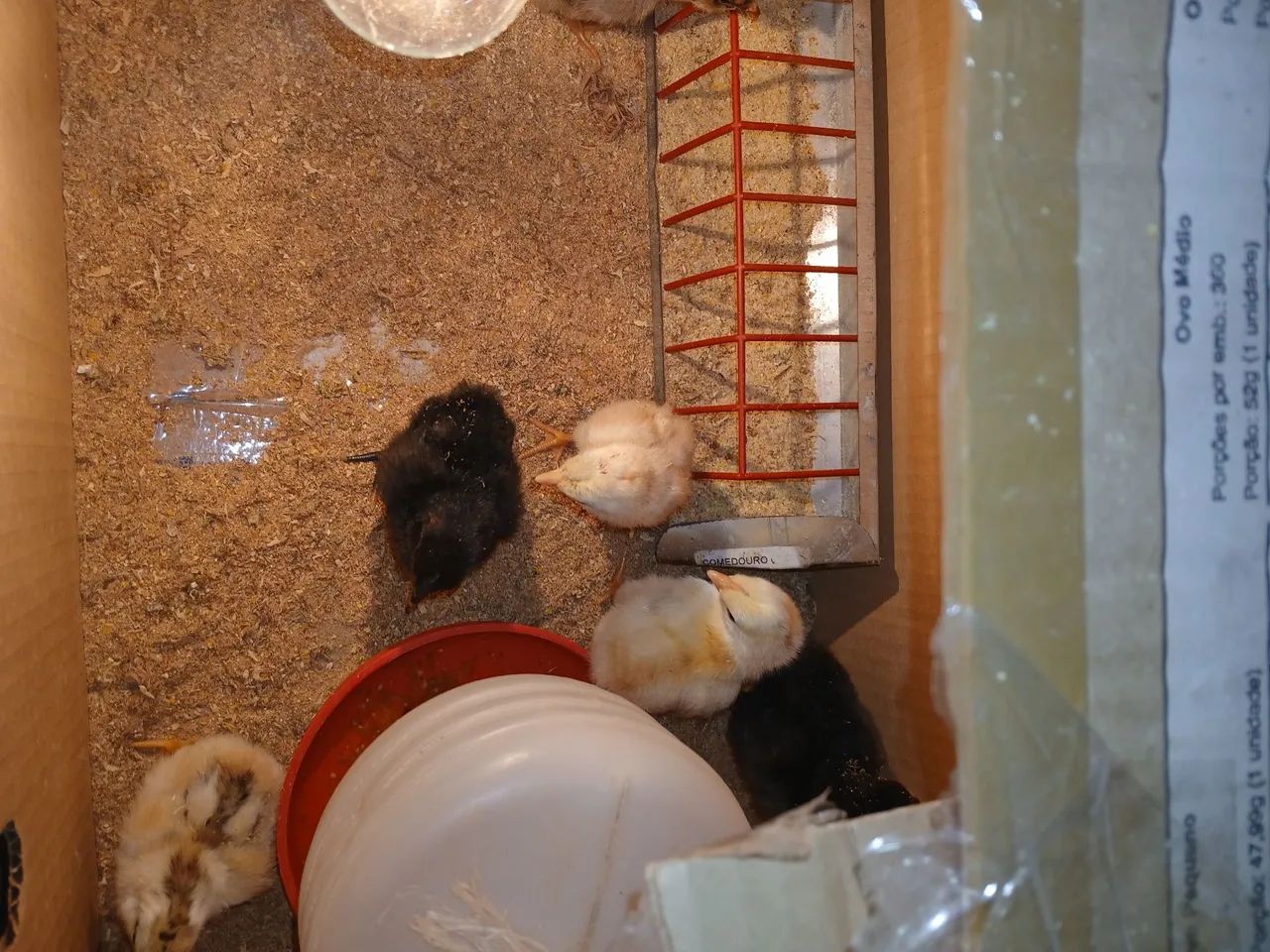 Pintinho para Criação Caipira  - Foto 6