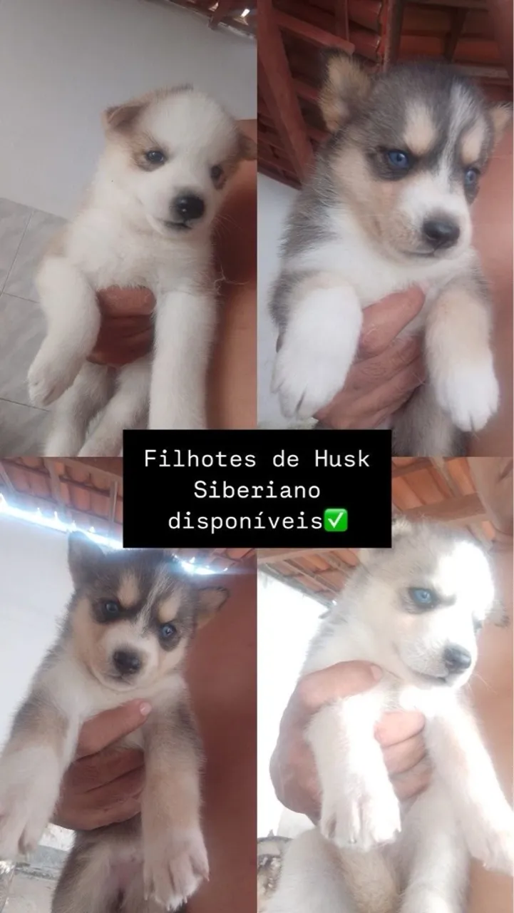 Filhotes Husky Siberiano