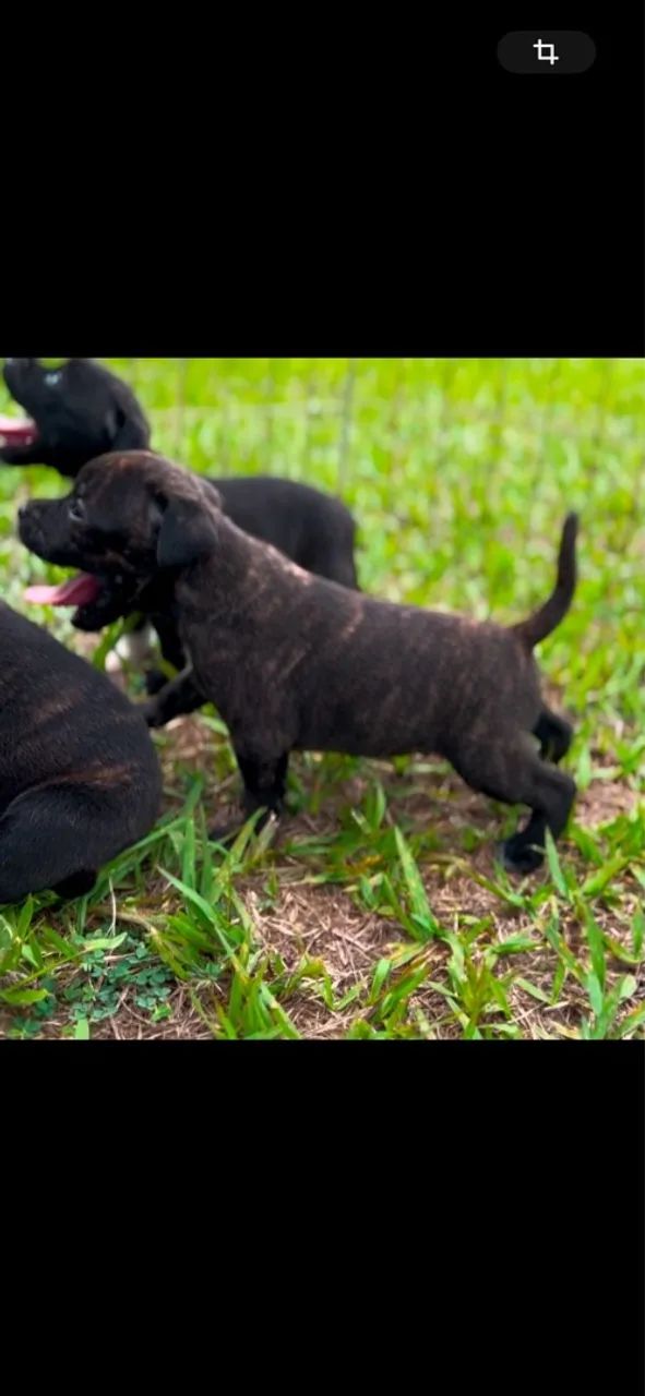 Filhotes de Staffordshire bull Terrier  - Foto 2