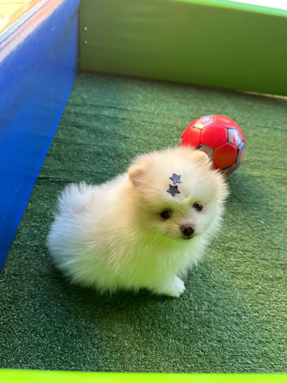Filhote de Pomeranian - Lulu da pomerania minúsculo 