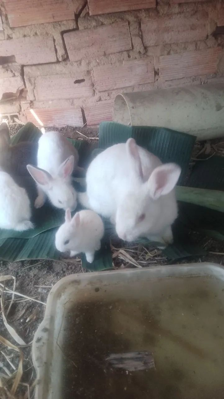 Lindos coelhos três cores diferentes