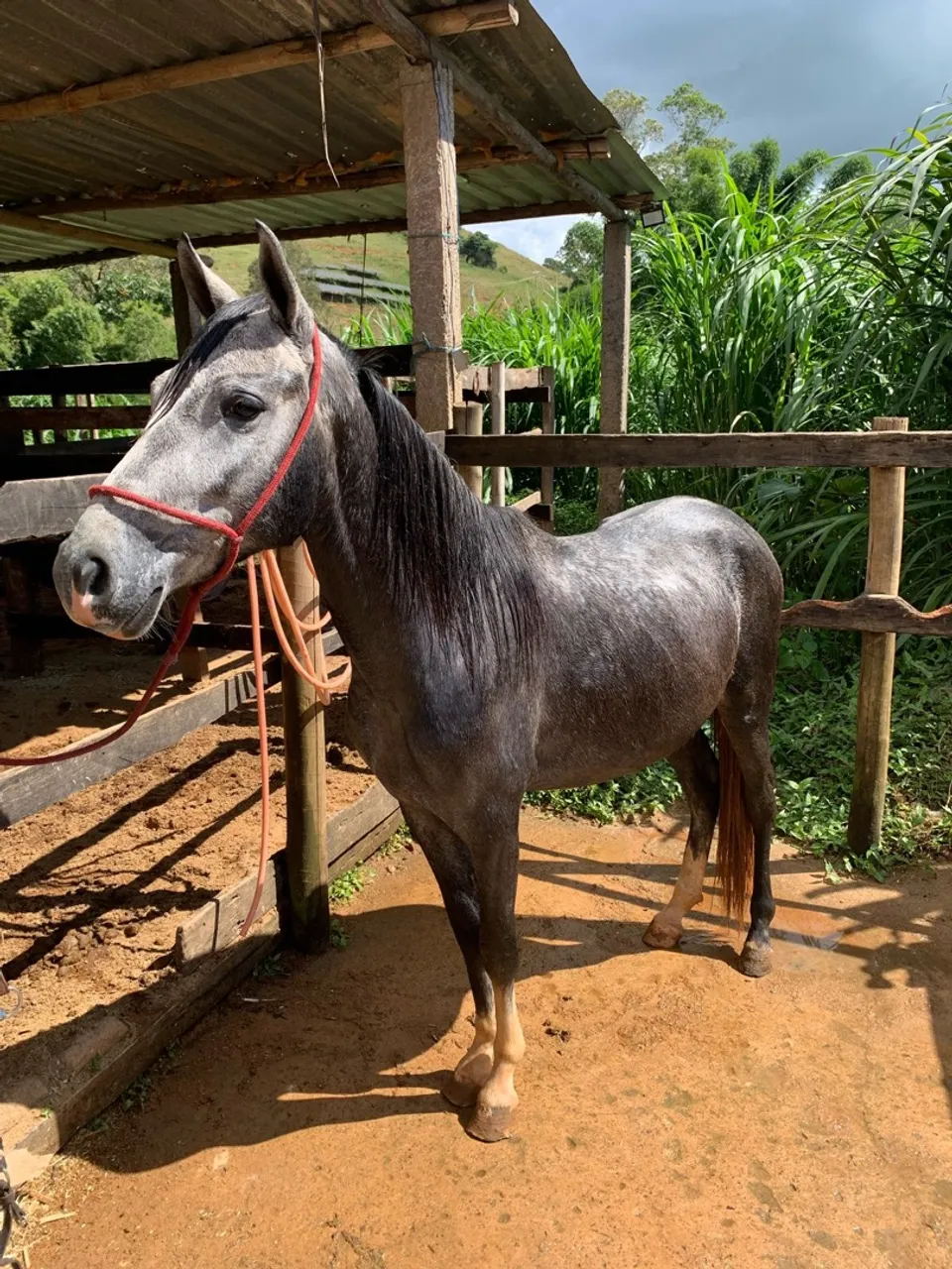 Cavalo tordilho a venda