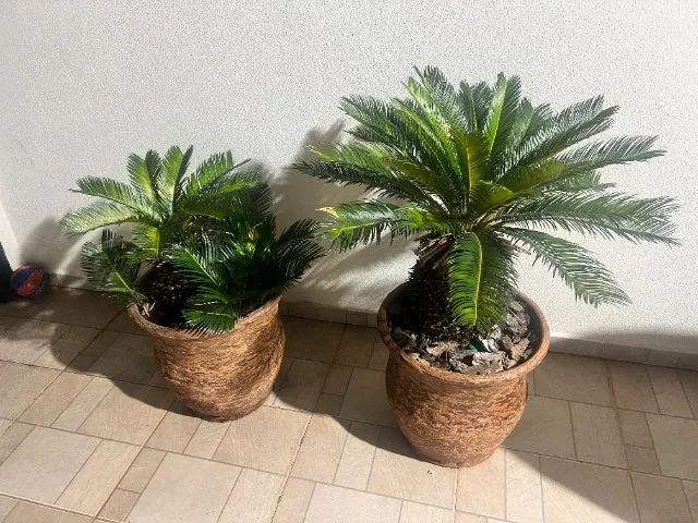 vaso de planta + planta