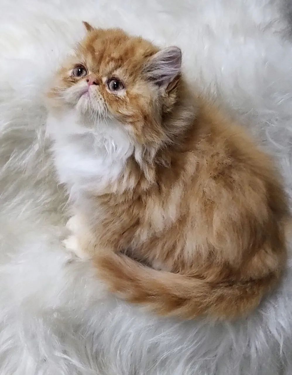 Gatinho persa Lindo I - Foto 5