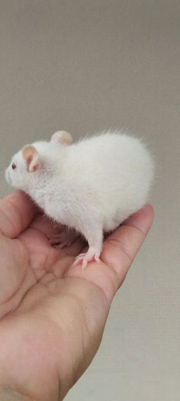 Filhotes ratos Twisters  - Foto 4