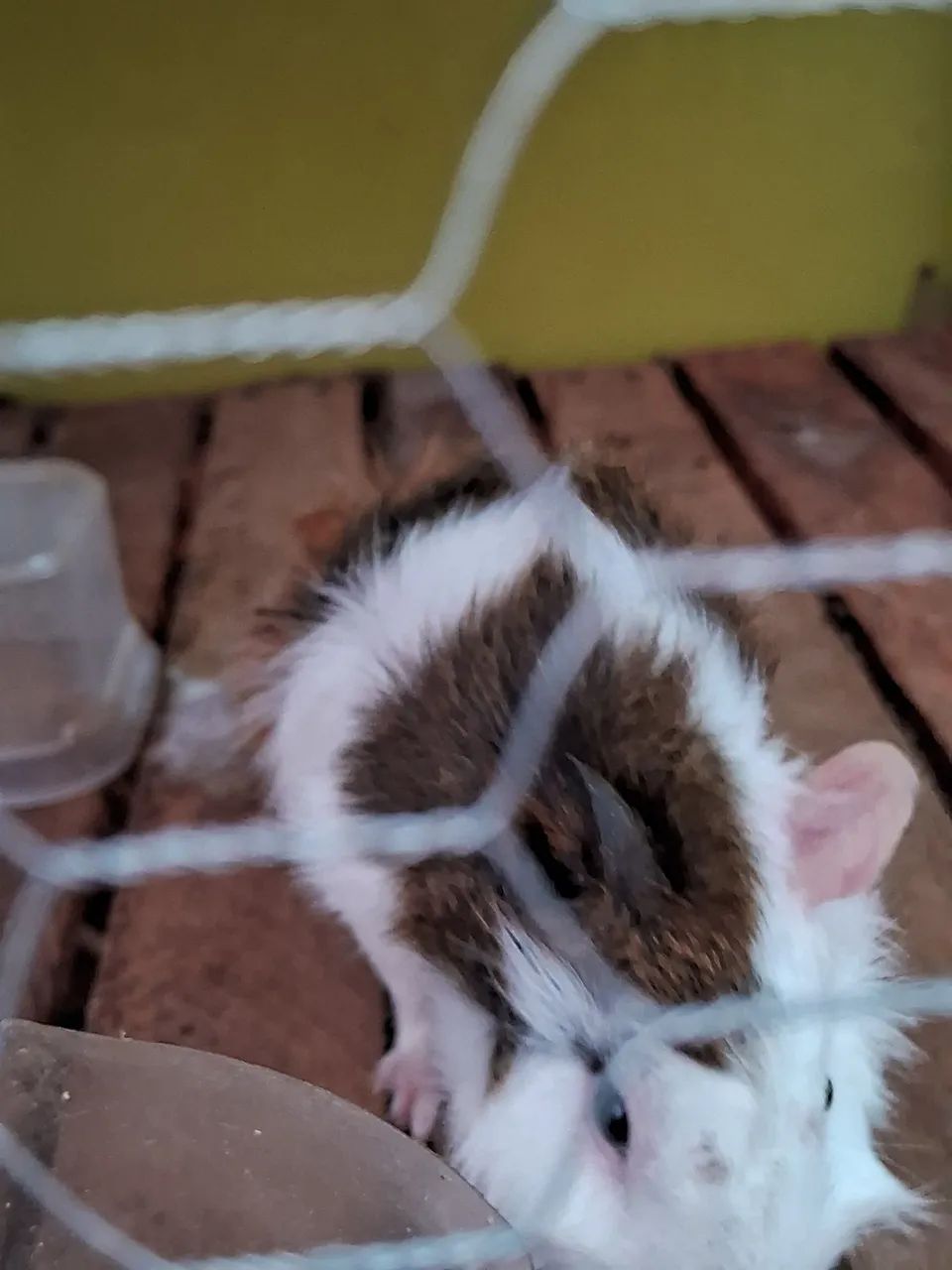 Porquinho macho - Foto 6