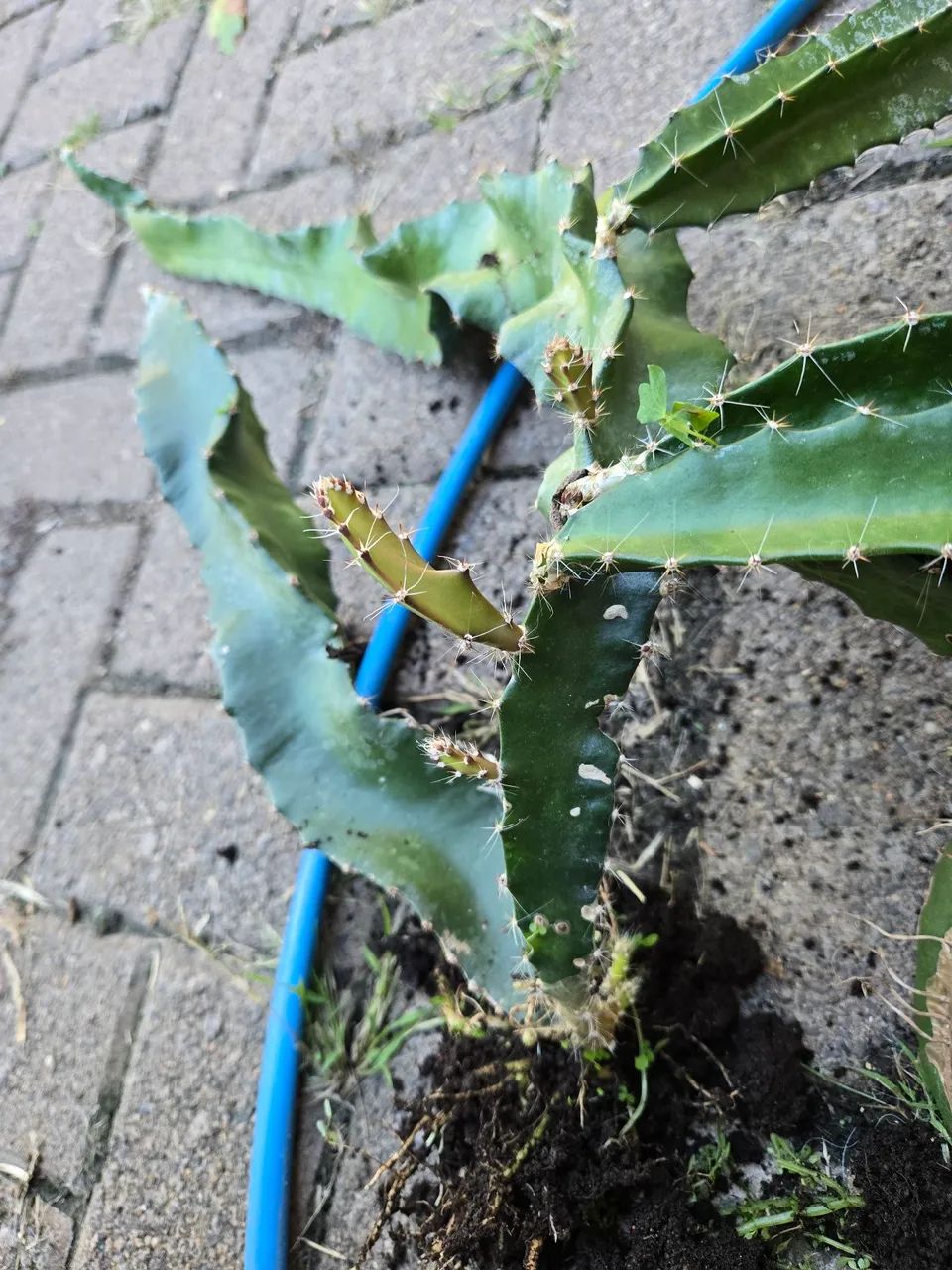 Muda e estaca de Pitaya 