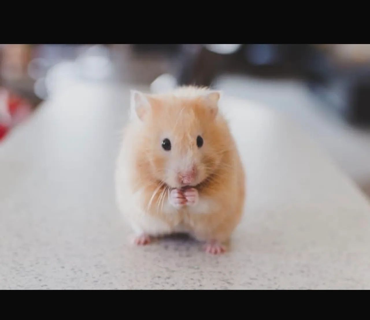 Doa-se Ramster sírio filhotes 