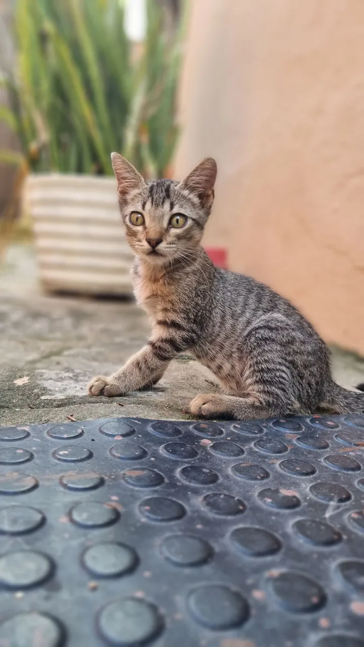 Gatinho filhote para adoção
