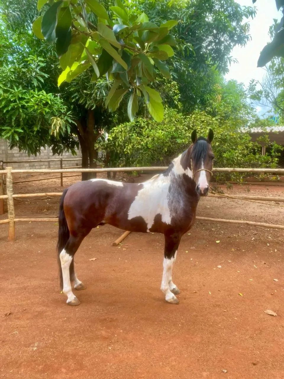 Cavalo Manga Larga marchador  - Foto 3