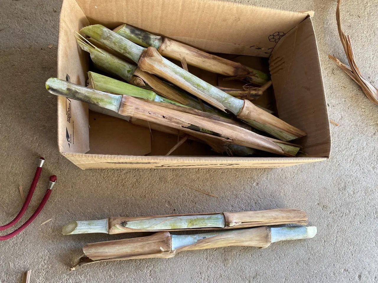 BRS Capiaçu- capim para bovinos, equinos e outros 