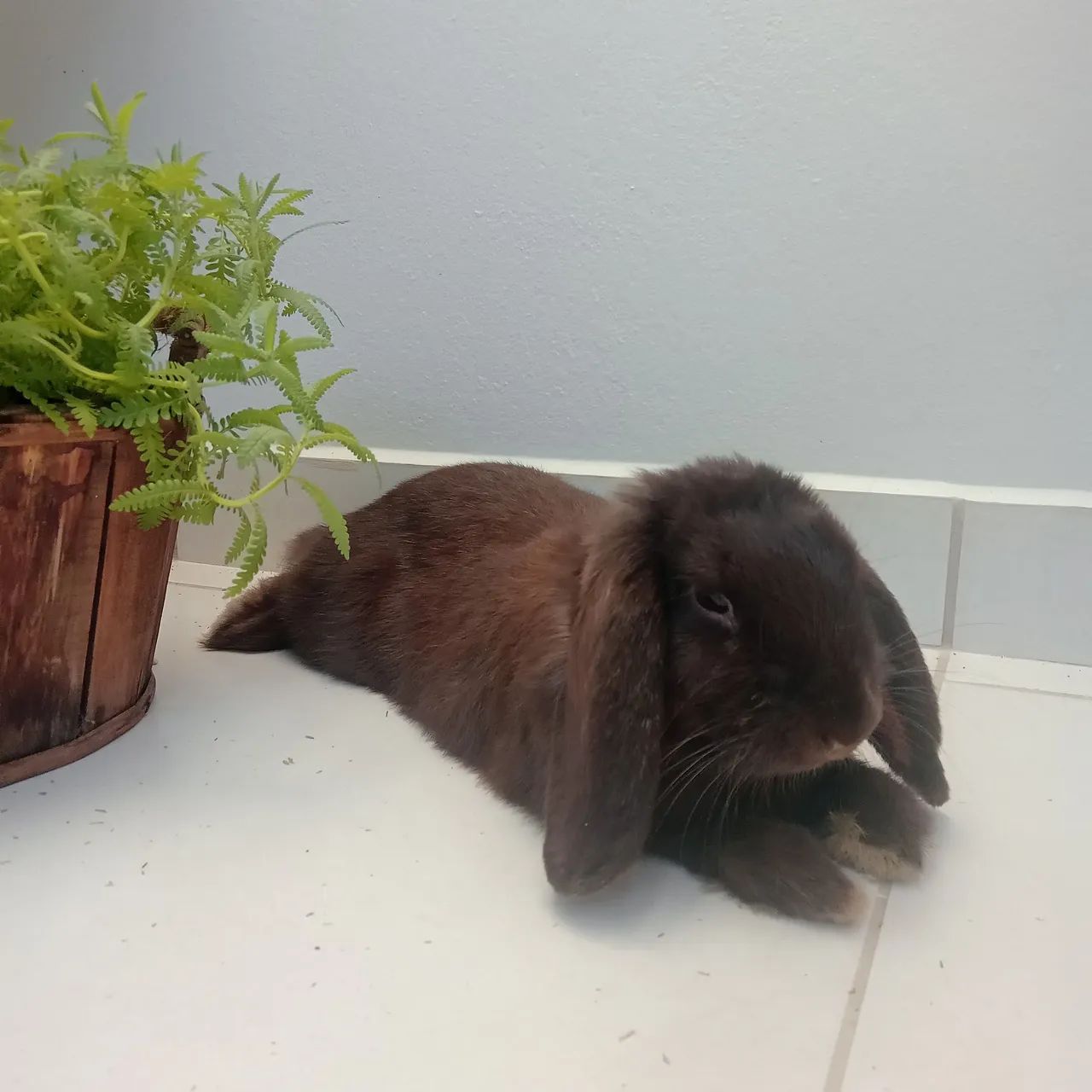 Filhote Mini lop