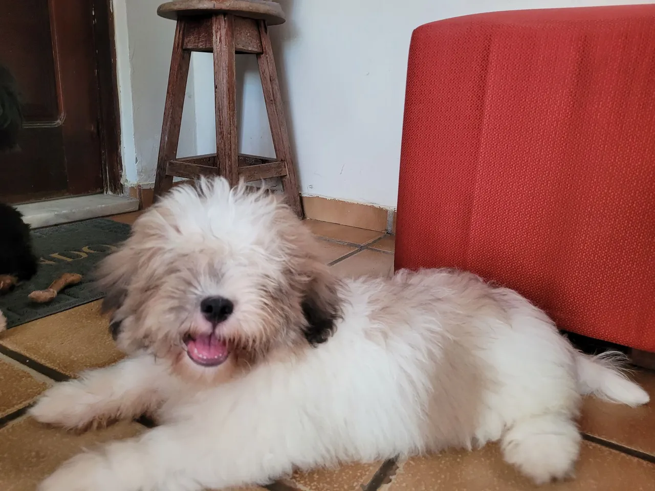 Filhote Shih Tzu Macho Vacinado