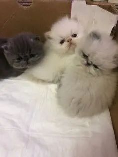 Belos Persas Disponível 